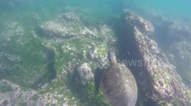 Turtle Party in the Galapagos Islands