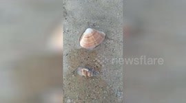 泉州惠安   实拍花蛤钻进沙子里