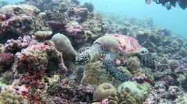 'Shell'ebrating World Turtle Day 2018 | Black Manta Photography