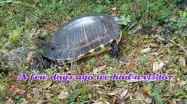 Turtle lays eggs in suburban neighbourhood #worldturtleday