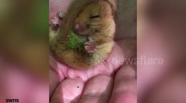 Adorable video shows a tiny dormouse waking up from its winter slumber