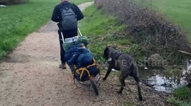 Dog humps trailer thinking it's another dog