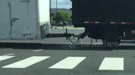 Geese Family Caught Trying To Jaywalk