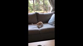 Kitten doesn’t like new collar