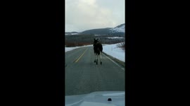 A moose running on highway