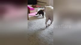 Newsflare Edit - Kitten and staffy play and cuddle