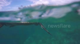 Hawaiian sea turtle enjoying the day