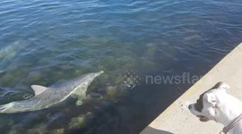 Very Australian man and dog react to seeing dolphins close to shore