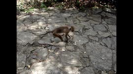 Wild monkeys in Sri-Lanka