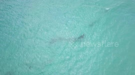 Orcas in the bay, searching for stingrays