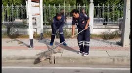 Sunbathing monitor lizard lashes out at rescuers after being disturbed