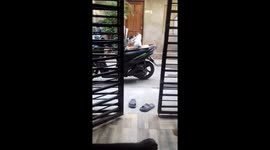 Two cats fighting on the back of motorbike