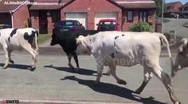 Residents left stunned after almost 100 cows run riot on housing estate after escaping from farm