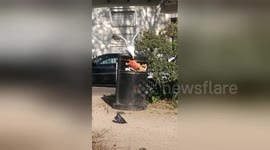 Hungry seagull can't stop slipping on bin