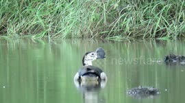 Bird with incredibly odd looking bill spotted in Kruger Park