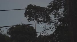 Monkey walking across ropes over river, Kinabatangan River Sabah Borneo Malaysia