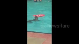 Monkey regular patron at pool to beat summer heat