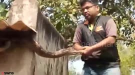 Moment man pulls hungry 11ft python out of the gutter on a building