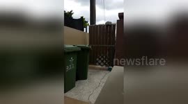 Newsflare Edit - My dog Max