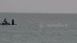 Doggy boarding in the sea at Cornwall