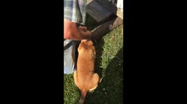 Dog gets head stuck in tube- Must Watch
