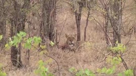 Lioness gnawing Zebra while other watches
