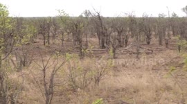 Black-backed Jackal trio waiting for Lions to leave their kill