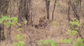Lioness licking the remains of its Zebra kill – suddenly stands alert to nearby Hyaenas