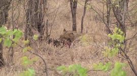 Lioness gnawing on the remains of its Zebra kill - alert to Hyaenas nearby
