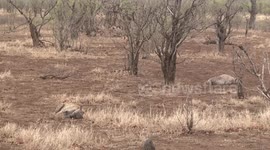 Two Spotted Hyaenas lying down, to waiting for lions to leave their kill