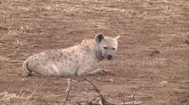 Spotted Hyaena resigned to waiting for lions to leave their kill