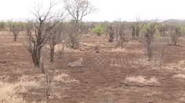 Spotted Hyaena patiently  waiting for lions to leave their kill