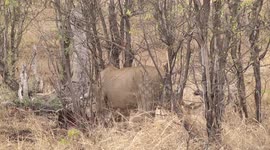 Lioness gnawing on the remains of a Zebra while her friend stands up