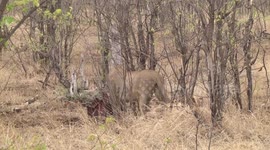 A Lioness gnawing on the remains of a Zebra rib cage