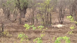 Lionesses resting with full tummies after eating a young Zebra