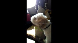 Dog video calls cousin's.