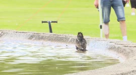 Bird Cooling Down from The Sun