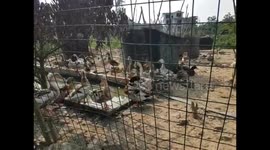 Duck cage in southern China neighbourhood
