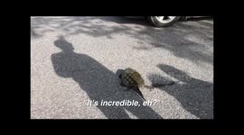 Rescuing Snapping Turtle as it tries to cross busy country highway