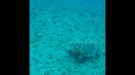 Giant green sea turtle