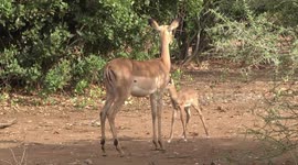 Calm Impala mother standing with her newborn lamb – less than 24 hours old!