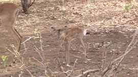 A plucky newborn Impala lamb exploring, then going to the milk bar