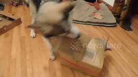 Alaskan Malamute Puppy 6 months old loves Recycling