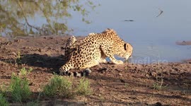 Cheetah drinking water