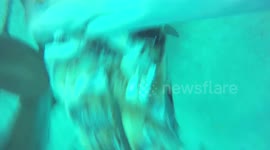Extreme close up, sharks feeding on a chumsicle