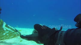 Diver interacting with a friendly grouper. Connection. 