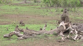 Male Baboon on sentry duty - watching over his relaxed troop