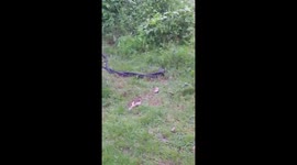 Two cobras mating