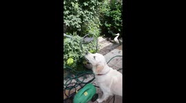 This cute dog tries to drink from the hose pipe