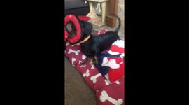 Toy too big for sausage dog